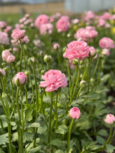 Load image into Gallery viewer, "Blooming into Summer" Subscription