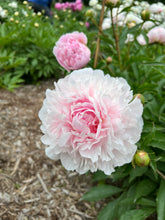 Load image into Gallery viewer, Peony Workshop