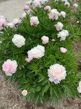 Load image into Gallery viewer, Peony Workshop
