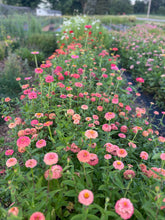 Load image into Gallery viewer, U-Pick Flowers