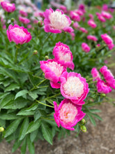 Load image into Gallery viewer, Peony Workshop