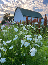 Load image into Gallery viewer, U-Pick Flowers
