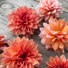 Load image into Gallery viewer, Dahlia Connecticutt Coral