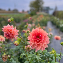 Load image into Gallery viewer, Dahlia Connecticutt Coral