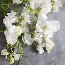 Load image into Gallery viewer, Sweet Pea 'Aphrodite'