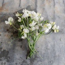 Load image into Gallery viewer, Sweet Pea 'Aphrodite'