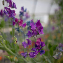 Load image into Gallery viewer, Sweet Pea 'Blue Shift'