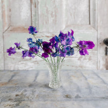Load image into Gallery viewer, Sweet Pea 'Blue Shift'