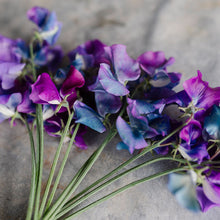 Load image into Gallery viewer, Sweet Pea 'Blue Shift'