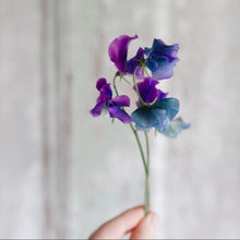 Load image into Gallery viewer, Sweet Pea 'Blue Shift'