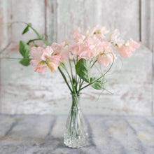 Load image into Gallery viewer, Sweet Pea 'Castelwellan'