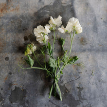 Load image into Gallery viewer, Sweet Pea 'Castle of Mey'