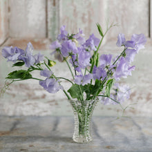 Load image into Gallery viewer, Sweet Pea 'Charlie's Angel'