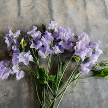 Load image into Gallery viewer, Sweet Pea 'Charlie's Angel'