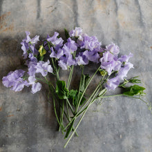 Load image into Gallery viewer, Sweet Pea 'Charlie's Angel'