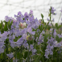 Load image into Gallery viewer, Sweet Pea 'Charlie's Angel'