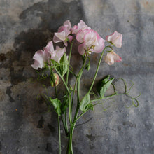 Load image into Gallery viewer, Sweet Pea 'Deborah Devonshire'
