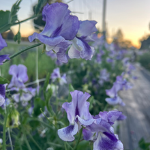 Load image into Gallery viewer, Sweet Pea 'Frances Kate'
