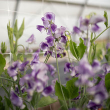 Load image into Gallery viewer, Sweet Pea 'Frances Kate'