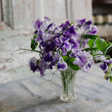 Load image into Gallery viewer, Sweet Pea 'Frances Kate'