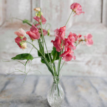 Load image into Gallery viewer, Sweet Pea 'King's Ransom'