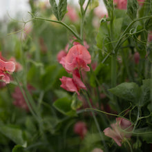 Load image into Gallery viewer, Sweet Pea 'King's Ransom'