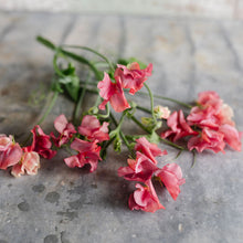 Load image into Gallery viewer, Sweet Pea 'King's Ransom'