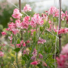 Load image into Gallery viewer, Sweet Pea 'Marie's Melody'