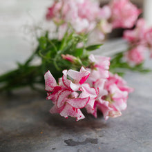Load image into Gallery viewer, Sweet Pea 'Marie's Melody'