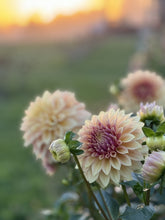 Load image into Gallery viewer, Dig, Divide, & Store - Dahlia Workshop