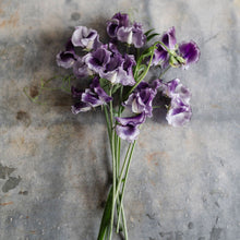 Load image into Gallery viewer, Sweet Pea 'Tom Atherton'