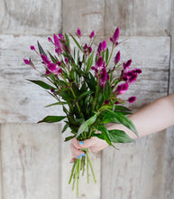 Load image into Gallery viewer, Celosia, Ruby Parfait