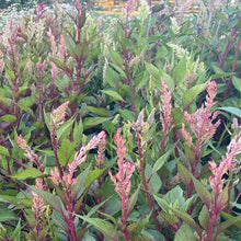 Load image into Gallery viewer, Celosia, Texas Plume Vintage Rose Mix