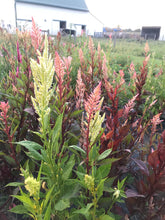 Load image into Gallery viewer, Celosia, Texas Plume Vintage Rose Mix