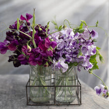 Load image into Gallery viewer, Sweet Pea 'Ruby Moon Farm Mix'
