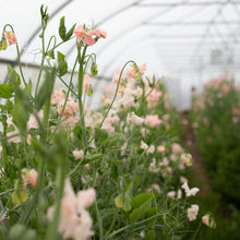 Load image into Gallery viewer, Sweet Pea 'Castelwellan'
