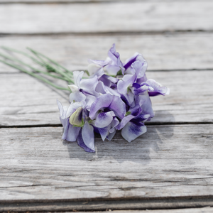 Sweet Pea 'Frances Kate'