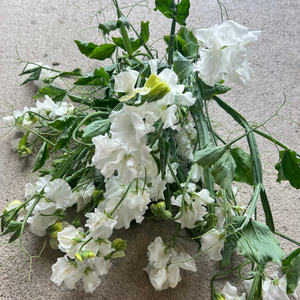 Sweet Pea 'Ruby Moon White Mix'