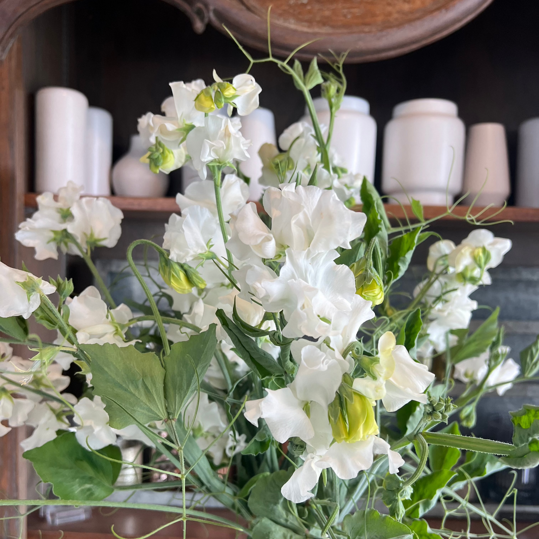 Sweet Pea 'Ruby Moon White Mix'