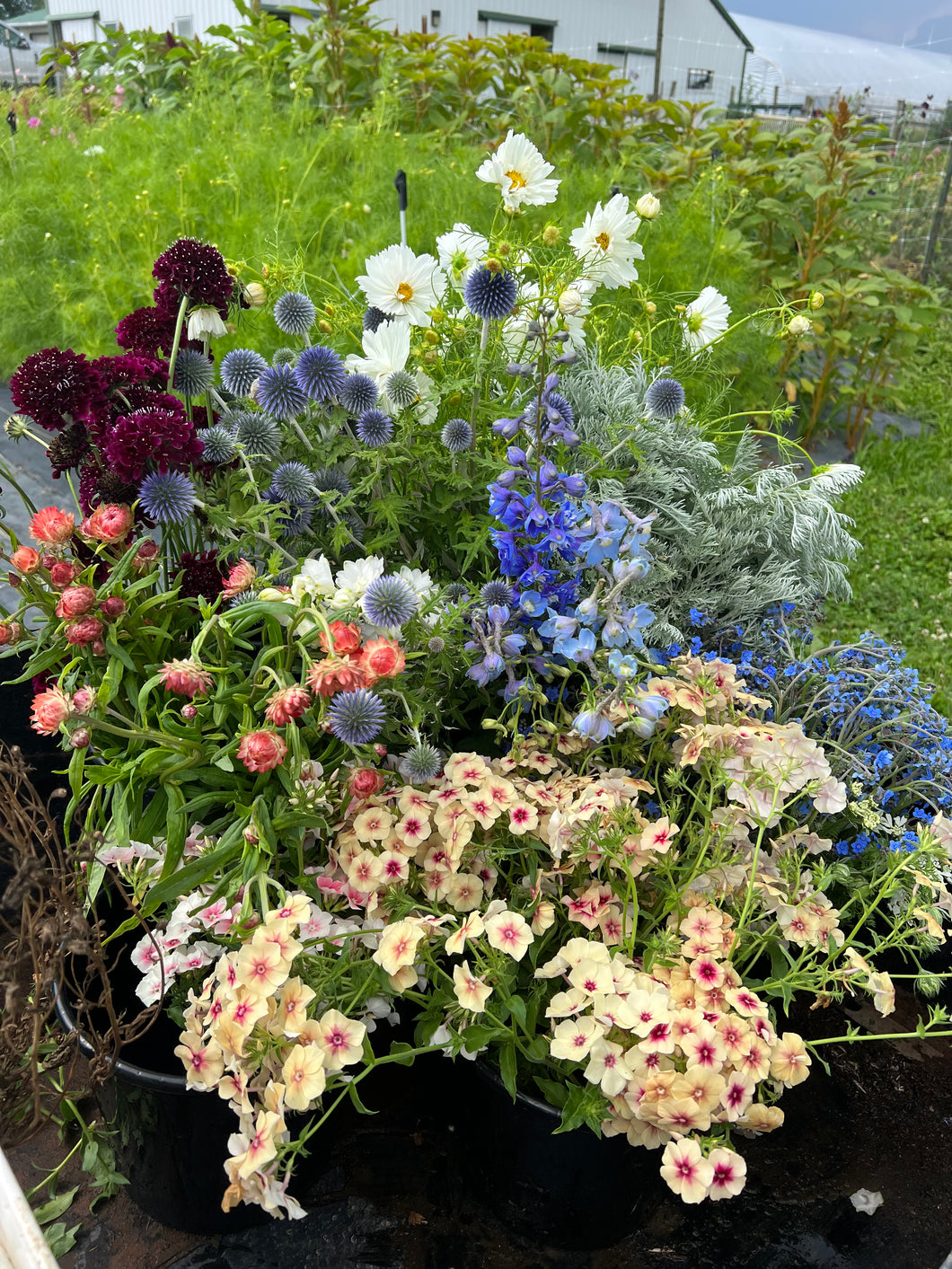 Specific Color Mixed Bucket - FLOWERS ONLY