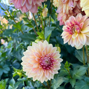 Dahlia Miss Amara