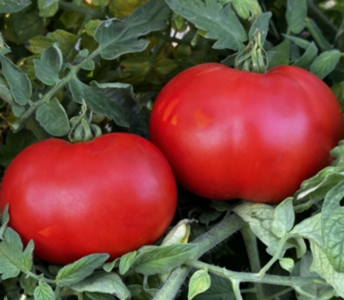 Tomato, Abraham Lincoln