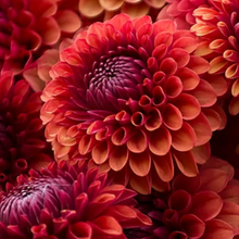 Load image into Gallery viewer, Dahlia Brown Sugar
