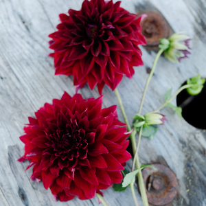 Dahlia Spartacus