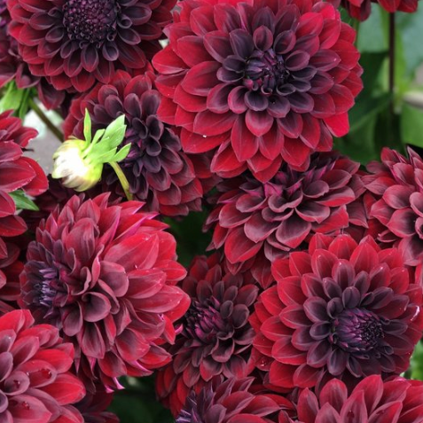 Dahlia Black Satin