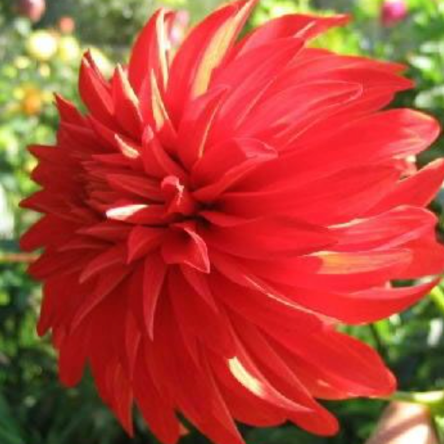 Dahlia Red Umbrella