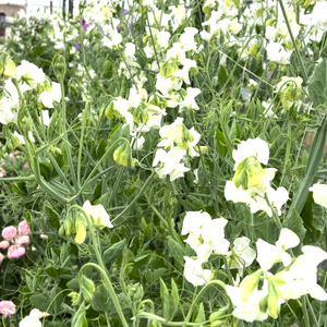 Sweet Pea 'Aphrodite'