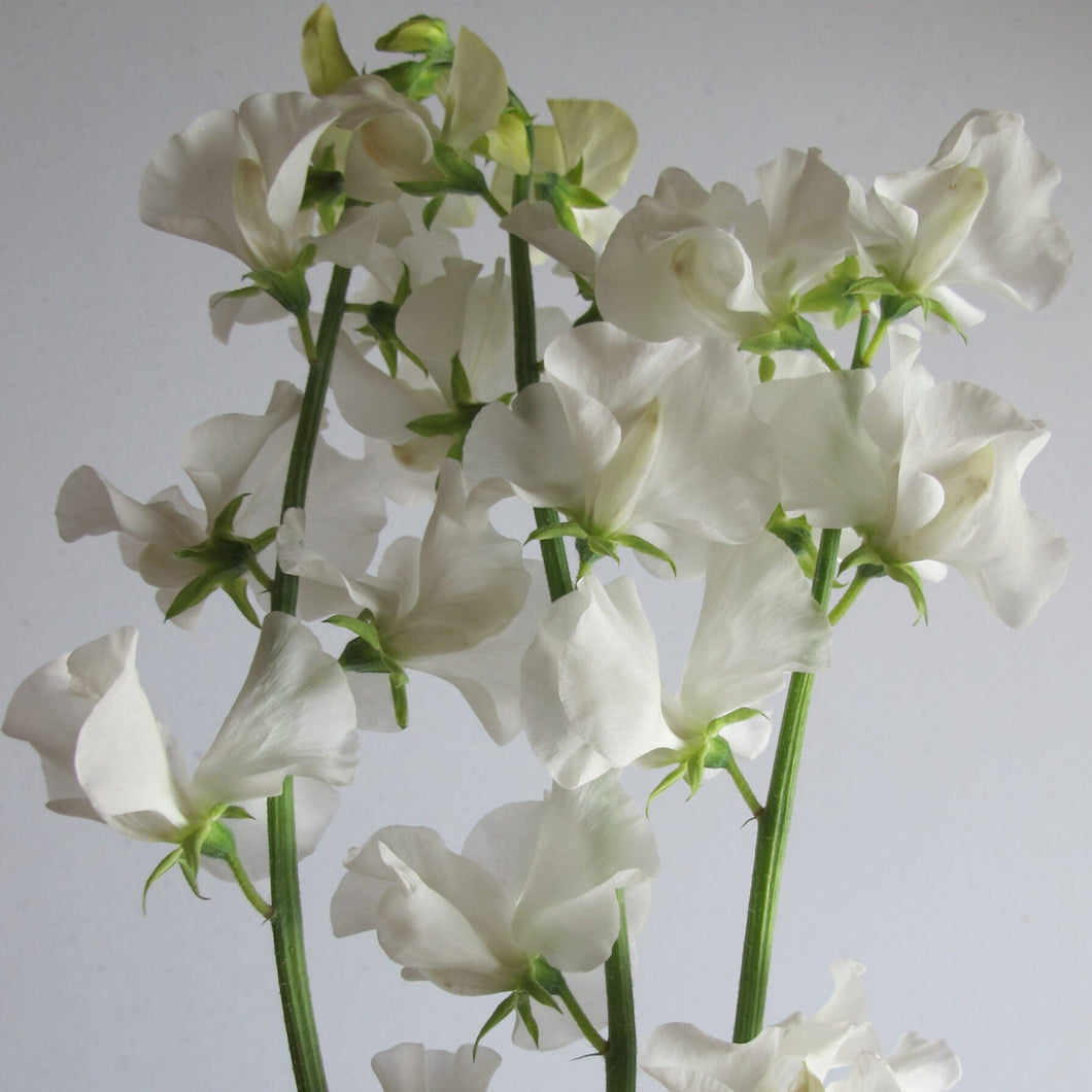 Sweet Pea 'Aphrodite'