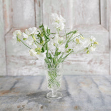Load image into Gallery viewer, Sweet Pea 'Aphrodite'
