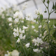 Load image into Gallery viewer, Sweet Pea 'Aphrodite'

